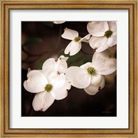 Framed White Dogwood III