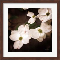 Framed White Dogwood III