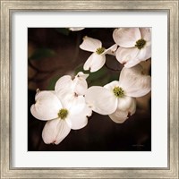 Framed White Dogwood III