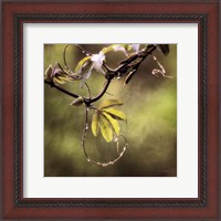 Framed Passion Flower Vine I
