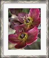 Framed Lenton Rose V