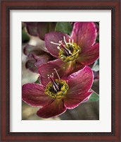 Framed Lenton Rose V