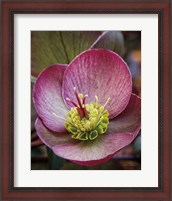 Framed Lenton Rose IV