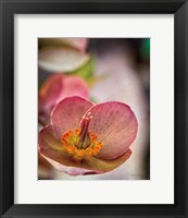 Framed Lenton Rose III