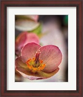 Framed Lenton Rose III