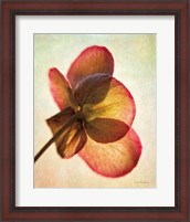 Framed Lenton Rose I