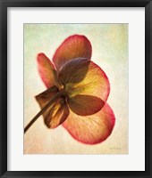 Framed Lenton Rose I