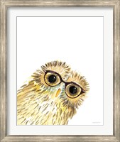 Framed Owl in Glasses