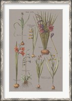 Framed Florilegium III Gray