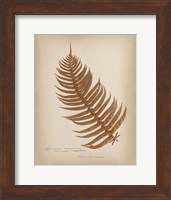 Framed Ferns in Book V Burgundy