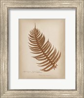 Framed Ferns in Book V Burgundy