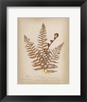 Framed Ferns in Book IV