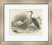 Framed French Birds II