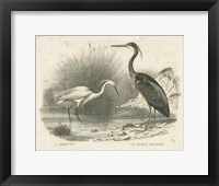 Framed French Birds II