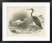 Framed French Birds II