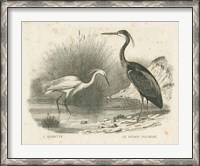 Framed French Birds II