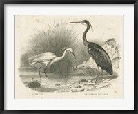 Framed French Birds II