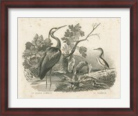 Framed French Birds I