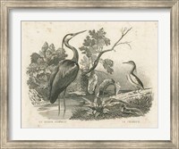 Framed French Birds I