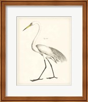 Framed 'Vintage Heron II' border=