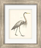 Framed Vintage Heron I