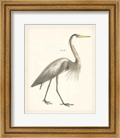 Framed 'Vintage Heron I' border=