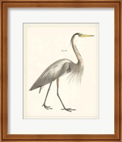 Framed 'Vintage Heron I' border=