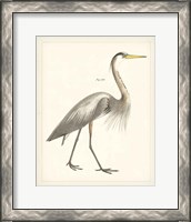 Framed 'Vintage Heron I' border=