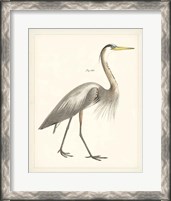 Framed Vintage Heron I