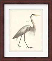 Framed Vintage Heron I