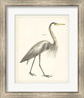 Framed Vintage Heron I