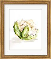 Framed Veggie Sketch plain VI-Cauliflower