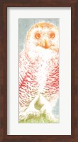 Framed Snowy Owl panel rainbow