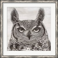 Framed Portrait of an Owl