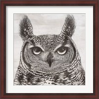 Framed Portrait of an Owl