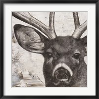 Framed Deer Portrait