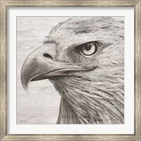 Framed Portrait of an Eagle