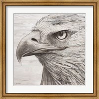 Framed Portrait of an Eagle