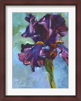 Framed Iris in Bloom