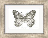Framed Butterfly Sketch landscape I