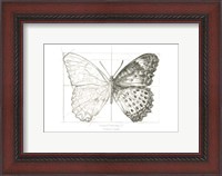 Framed Butterfly Sketch landscape II