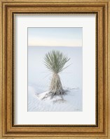 Framed Yucca in White Sands National Monument