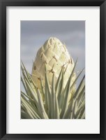 Framed Joshua Tree