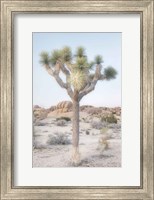 Framed Joshua Tree National Park II