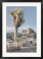 Framed Joshua Tree National Park I