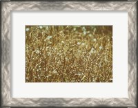 Framed Dew on Grasses