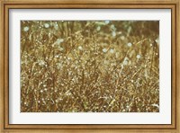 Framed Dew on Grasses