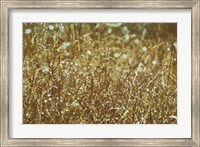 Framed Dew on Grasses