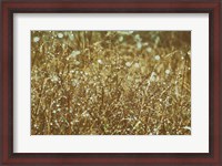 Framed Dew on Grasses