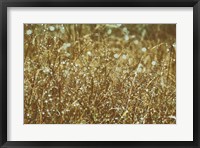 Framed Dew on Grasses